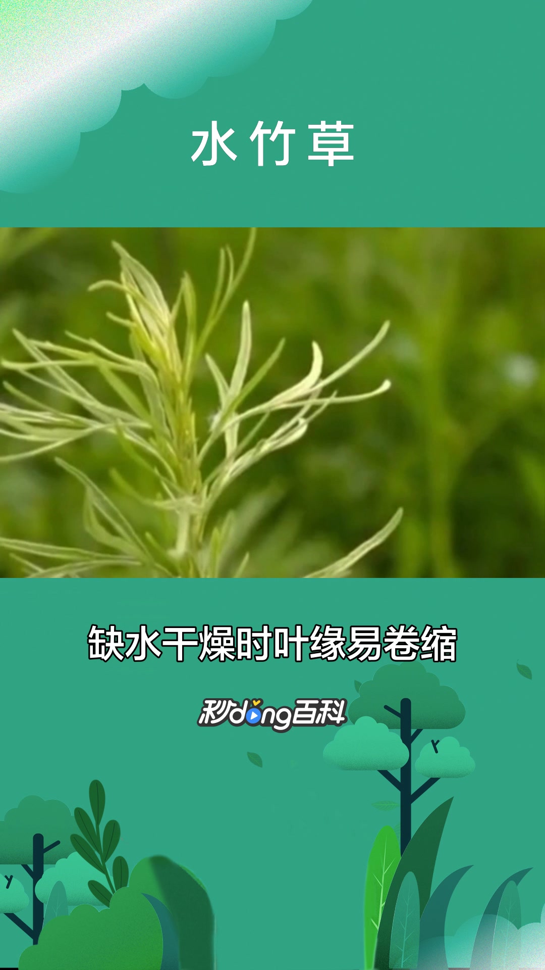 一分钟了解鸭跖草科植物水竹草