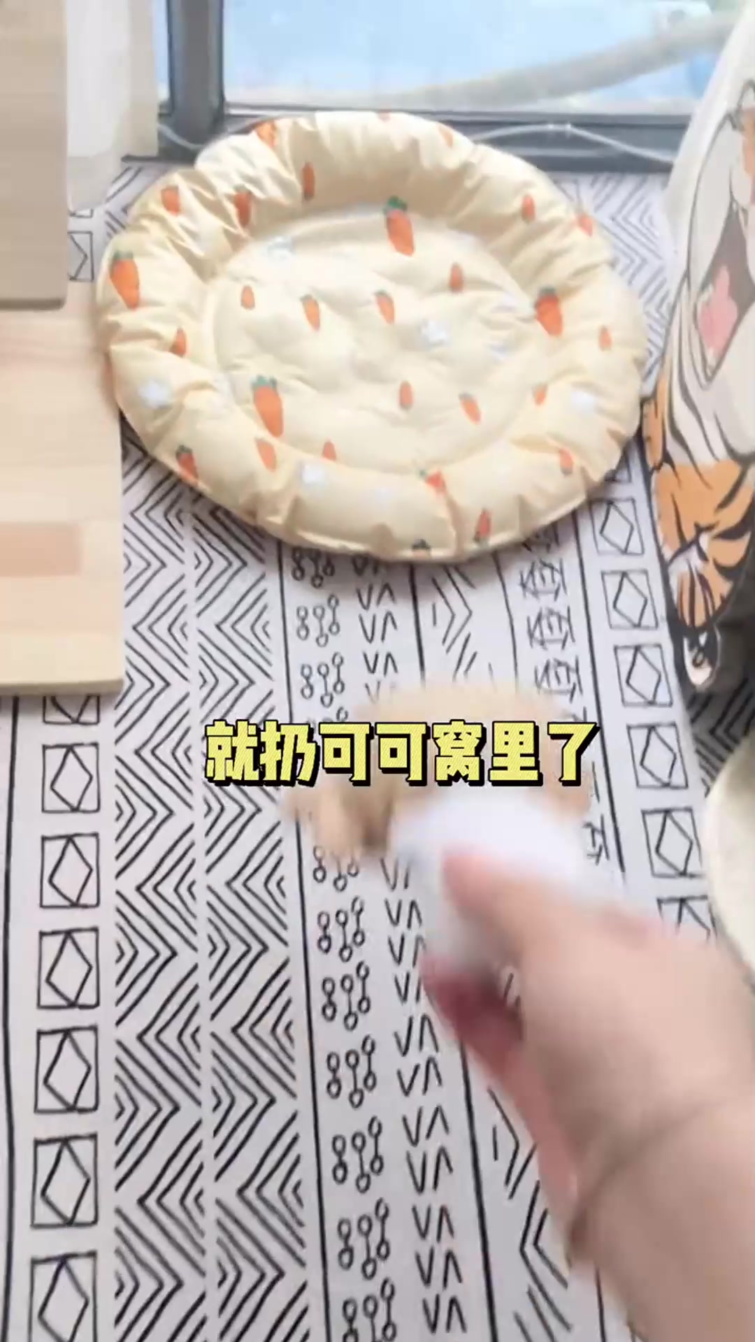 今天回家的时候,没想竟发现了一些小玩具,小猫咪是从哪出现的?