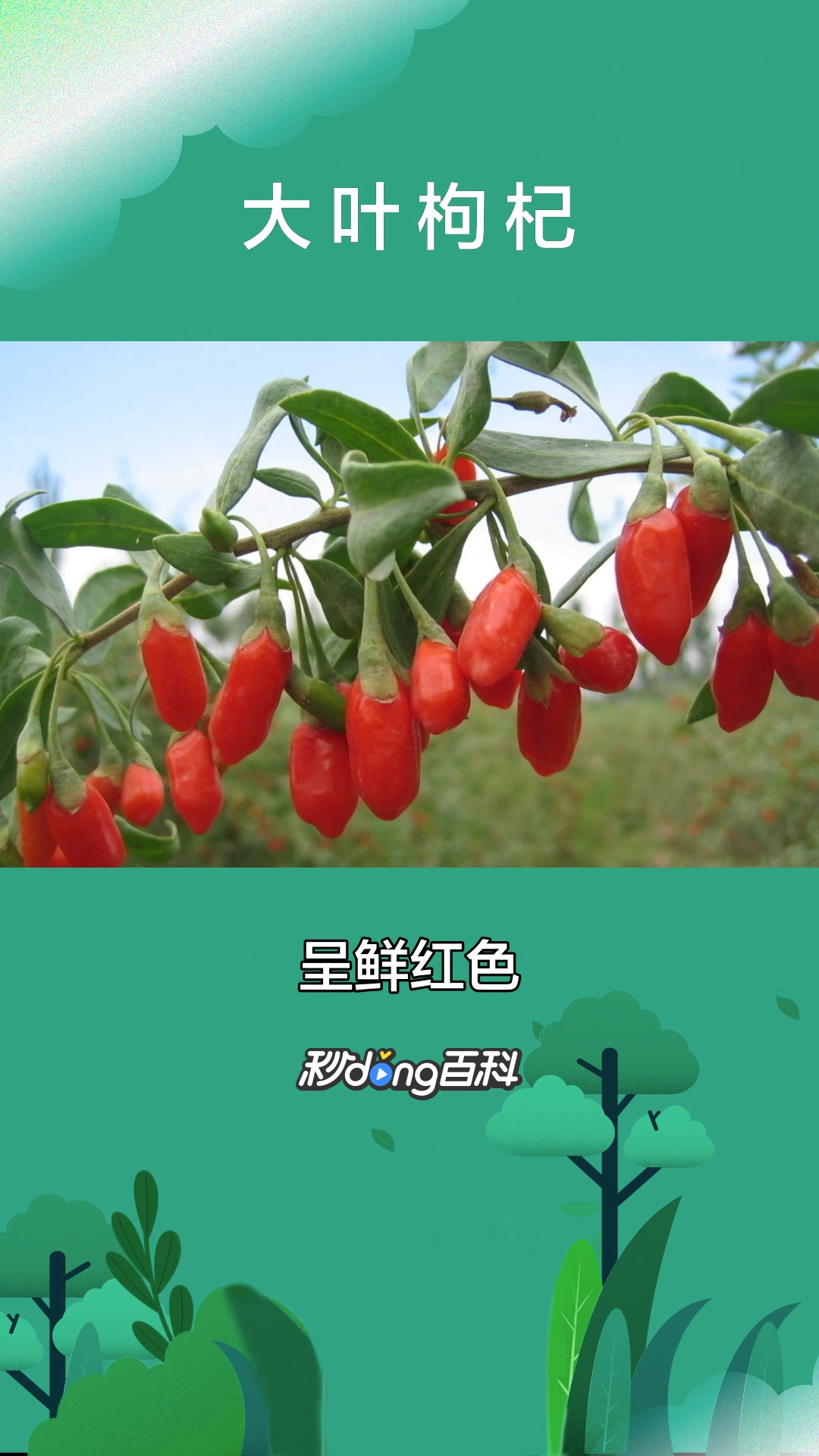 一分钟了解大叶枸杞