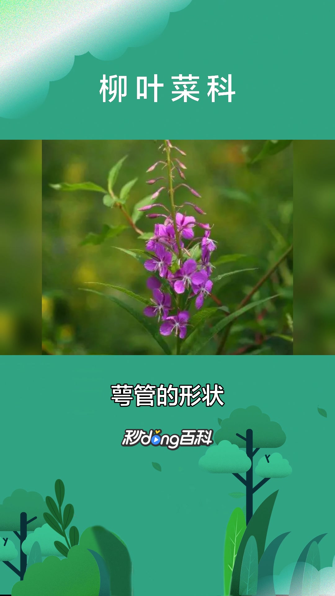 一分钟了解植物柳叶菜科