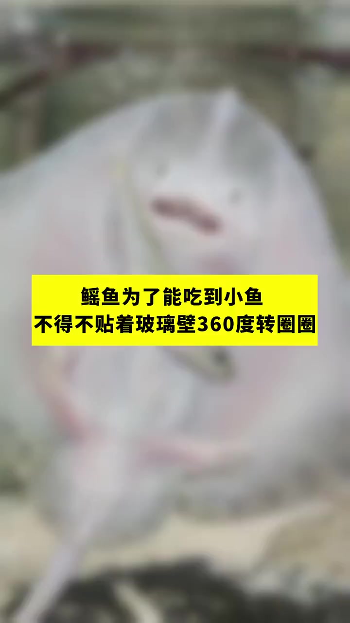 鳐鱼为了能吃到小鱼不得不转圈圈