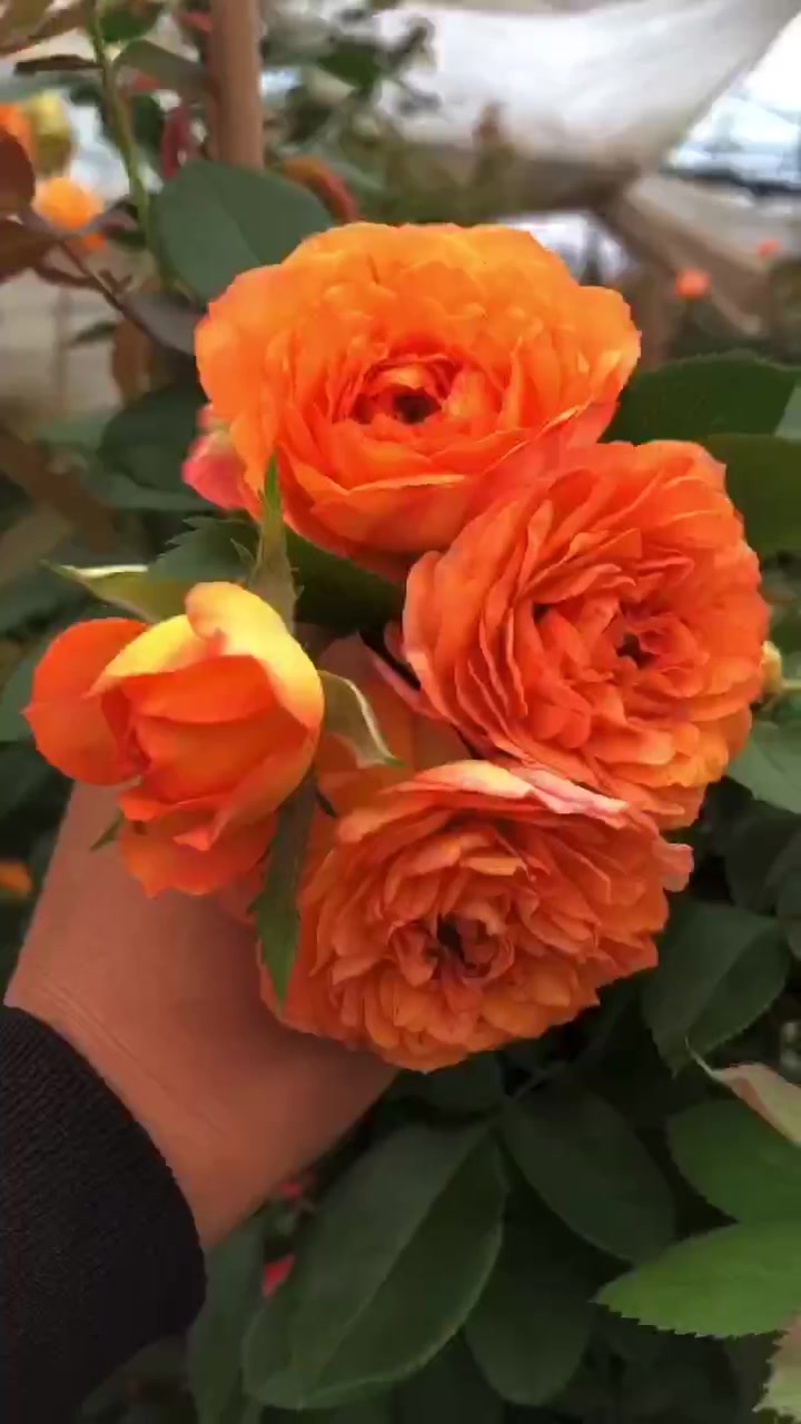 藤本月季蜂蜜焦糖花量多花期长多季循环开花