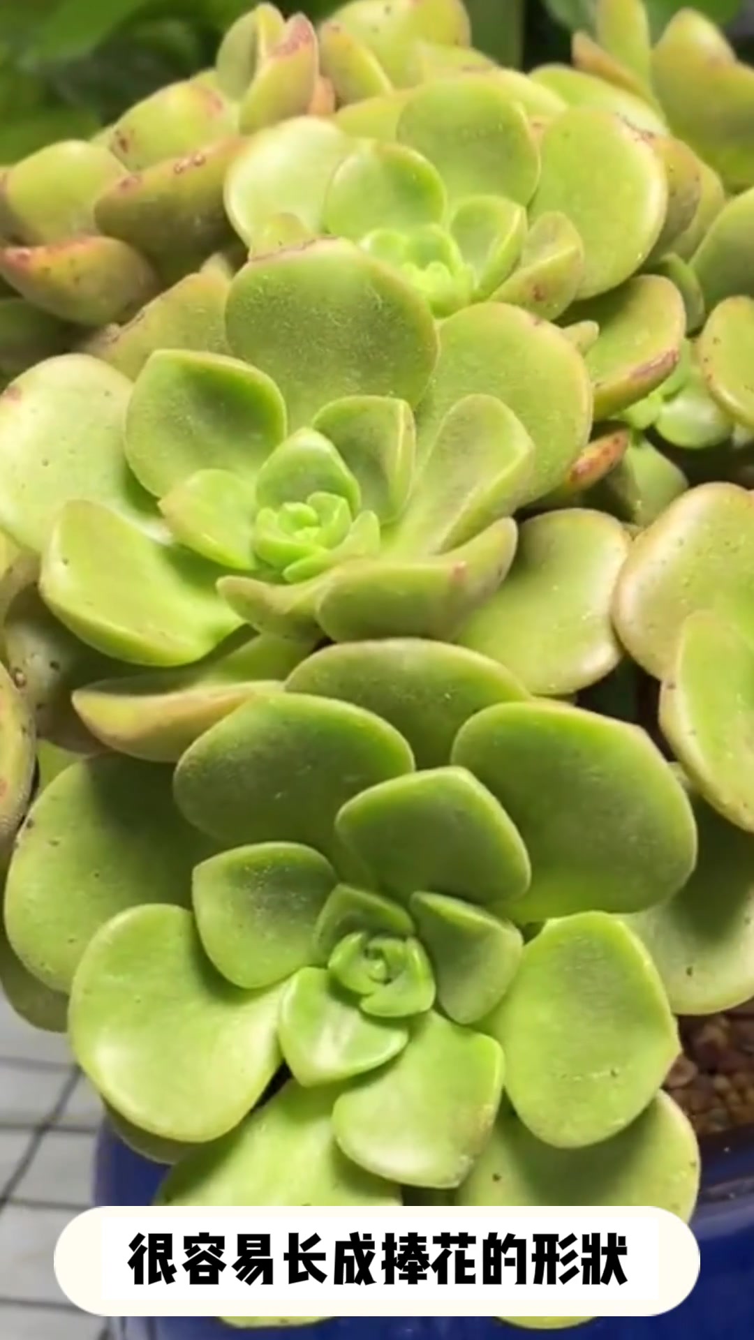 多肉[百合莉莉]的养护小知识