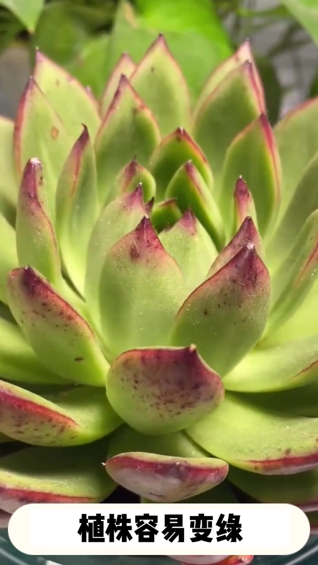 多肉[圣诞东云]的养护小知识