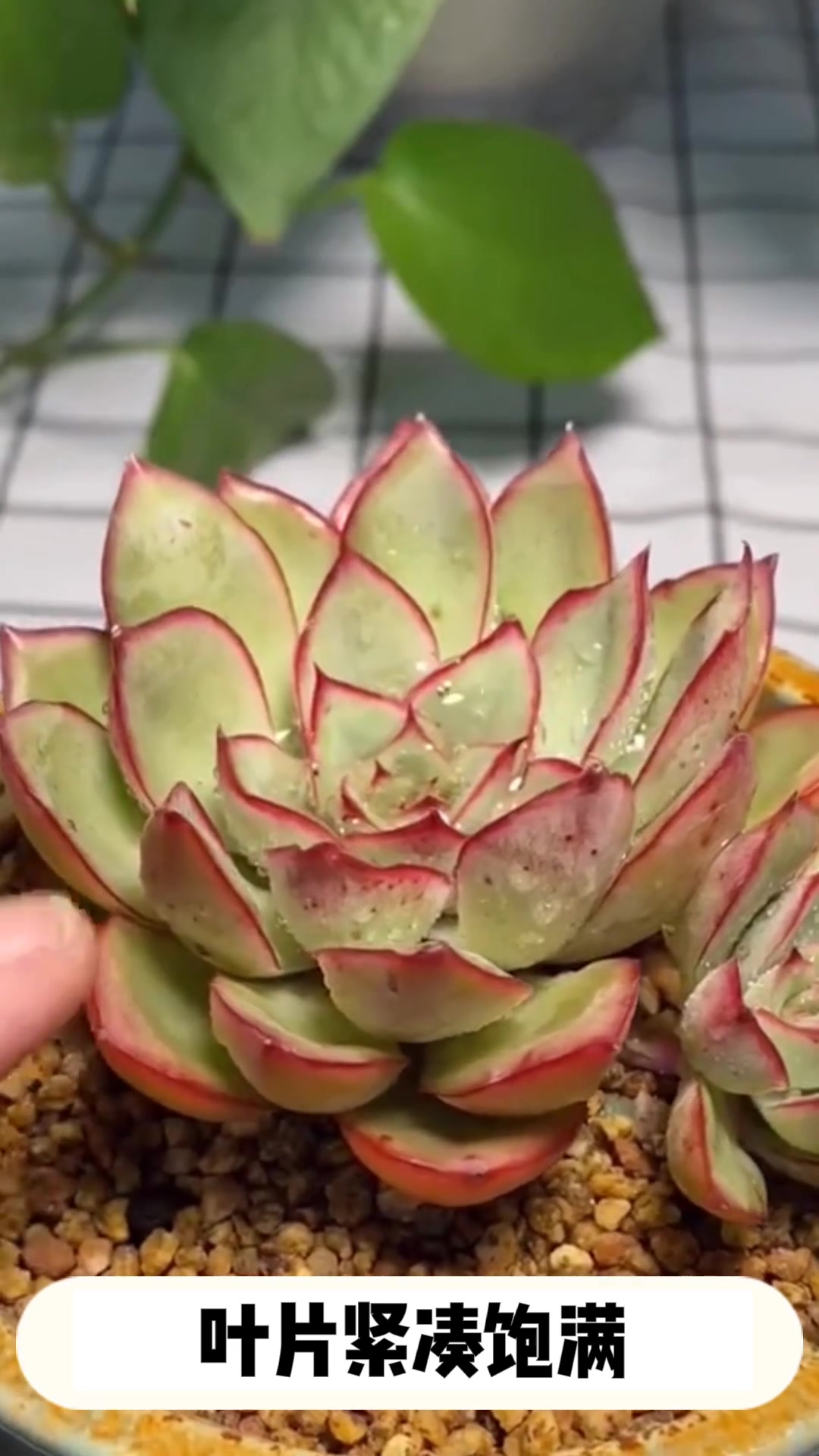 多肉[荷花]养护小知识