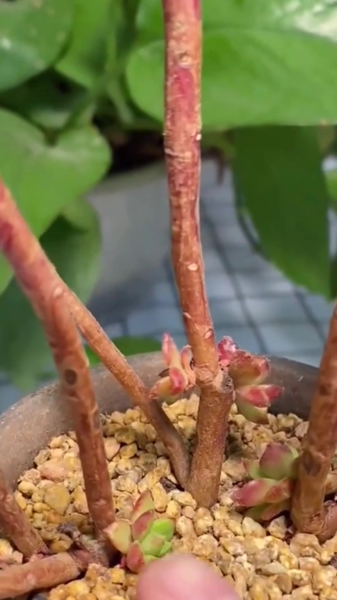 多肉[蒂亚]的养护小知识