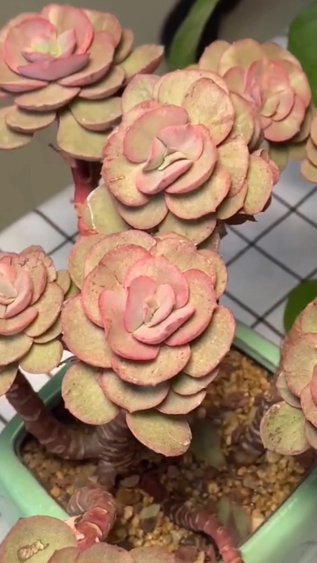 多肉[秀妍]的养护小知识