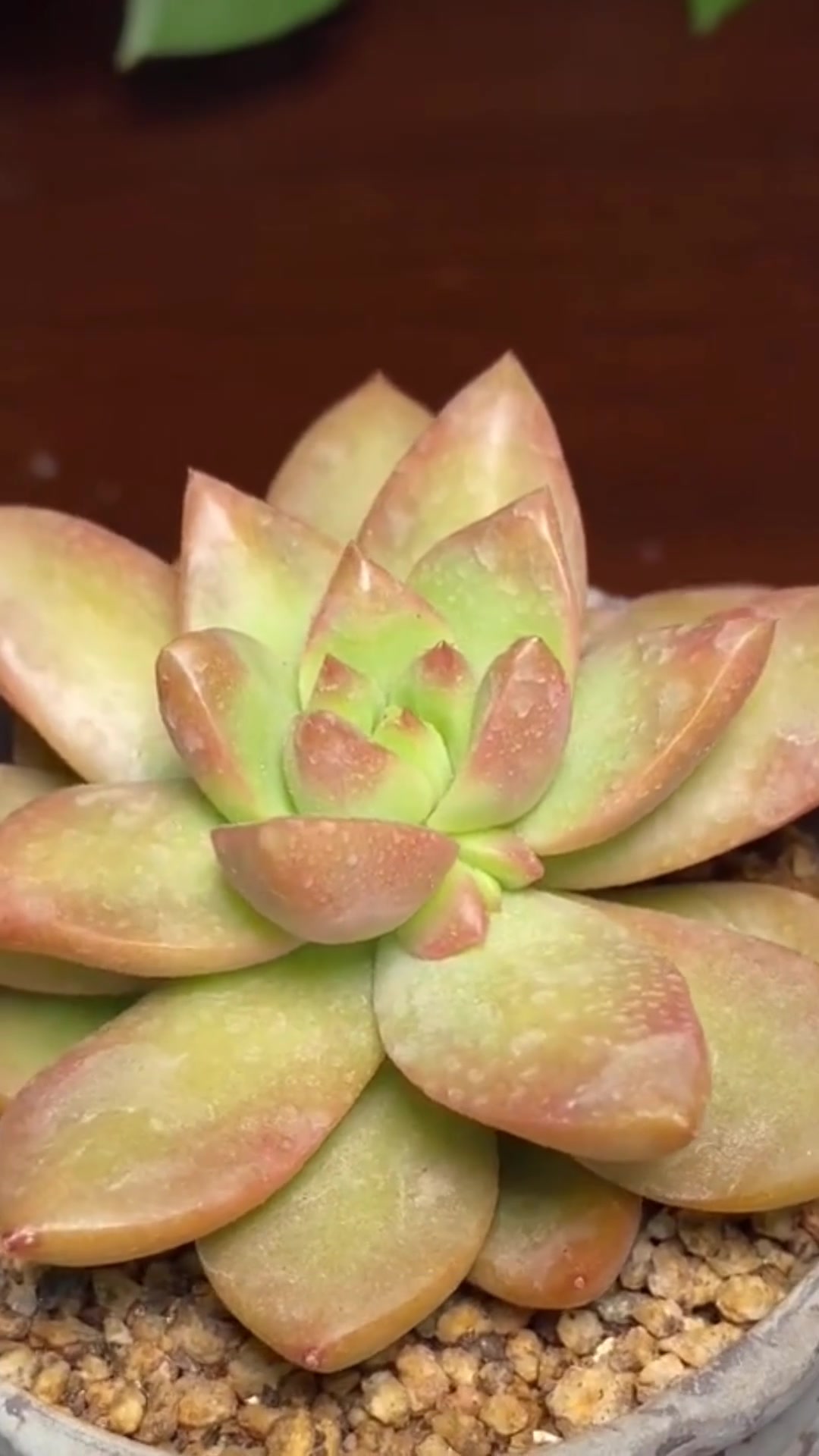 多肉[黄丽]的养护小知识