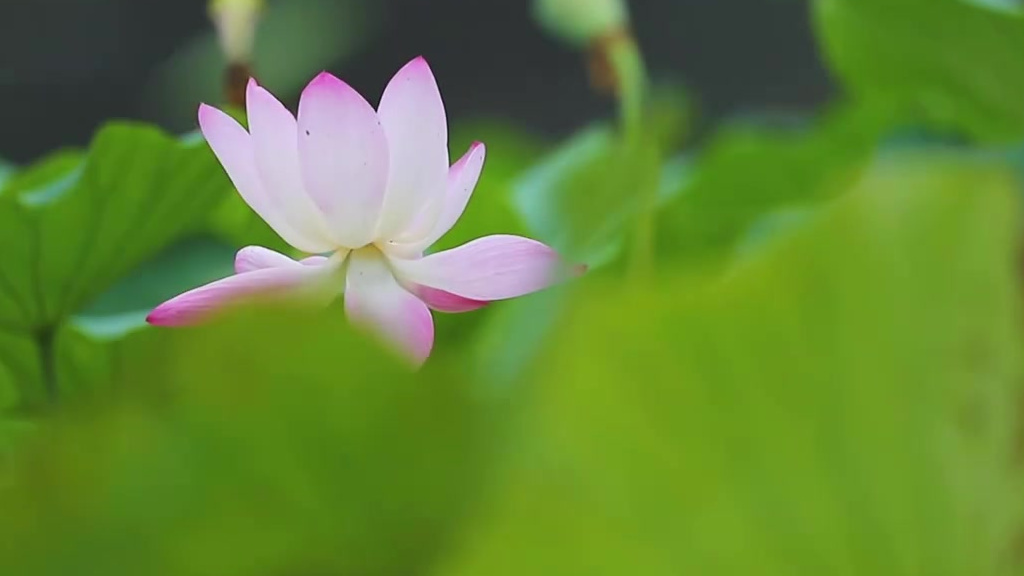 【立秋过后 南京玄武红莲绽放】秋荷独后时,摇落见风姿。立秋过后,位于南京玄武湖内的十里长堤