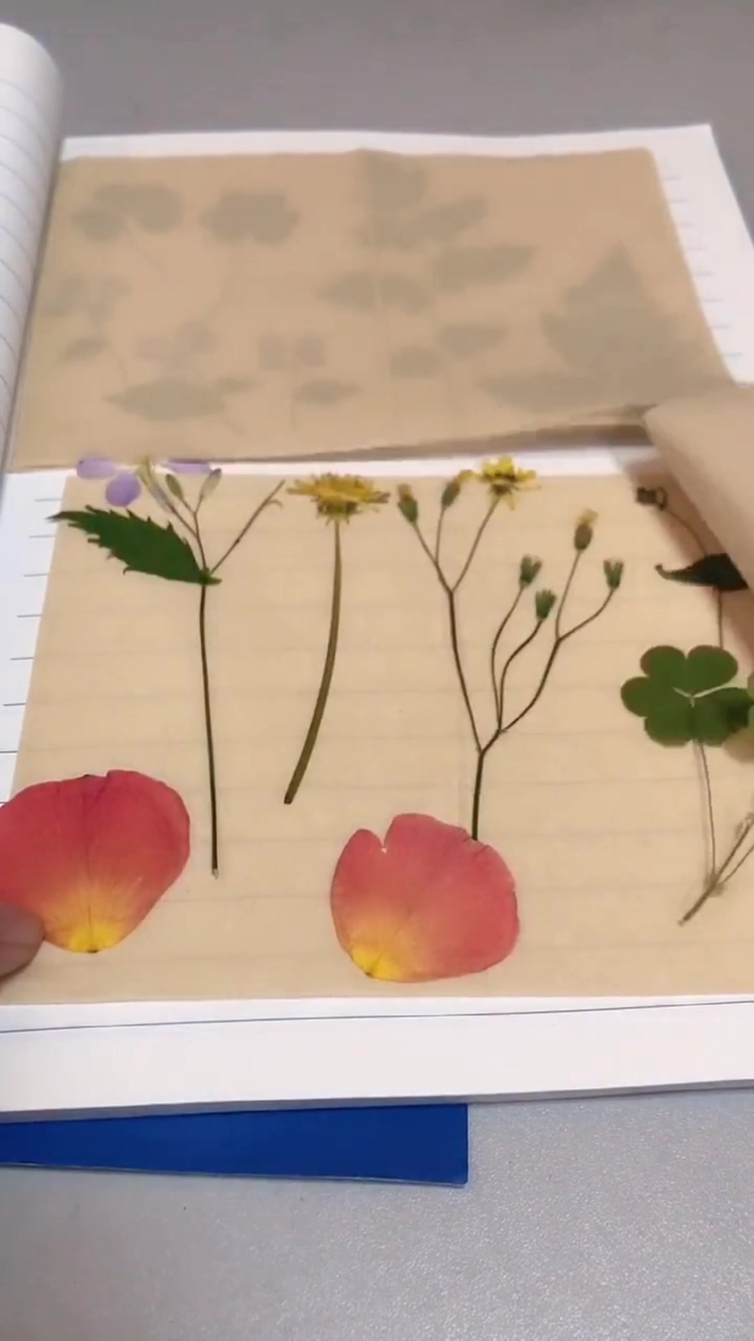 植物标本的制作方法