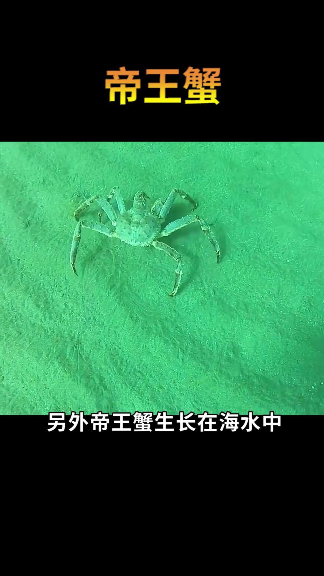 为什么吃帝王蟹时,都是吃蟹腿很少有人吃蟹身?