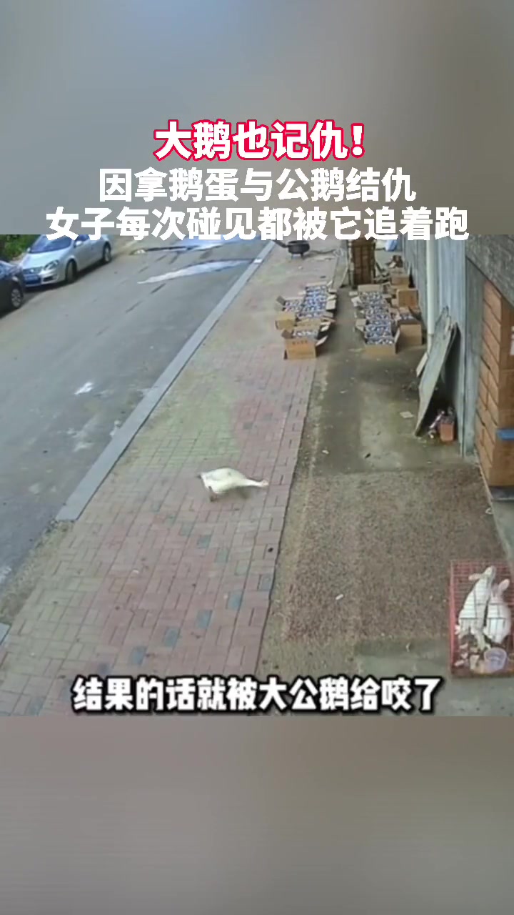 大鹅也记仇!因拿鹅蛋与公鹅结仇,女子每次碰见大鹅都被追着跑