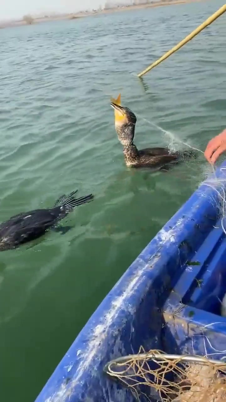 一起上了三条鲤鱼,这就是发财鱼,一天要给它喂20条鱼