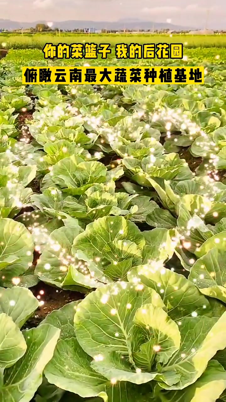 你的菜篮子,我的后花园。俯瞰 云南最大蔬菜种植基地 云南 自然风景