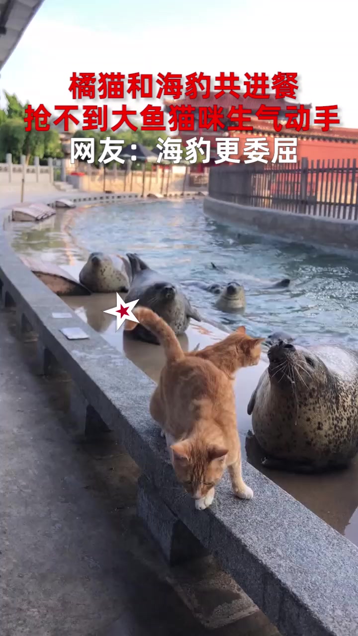 橘猫和海豹共进餐,抢不到大鱼猫咪生气动手,网友:海豹更委屈