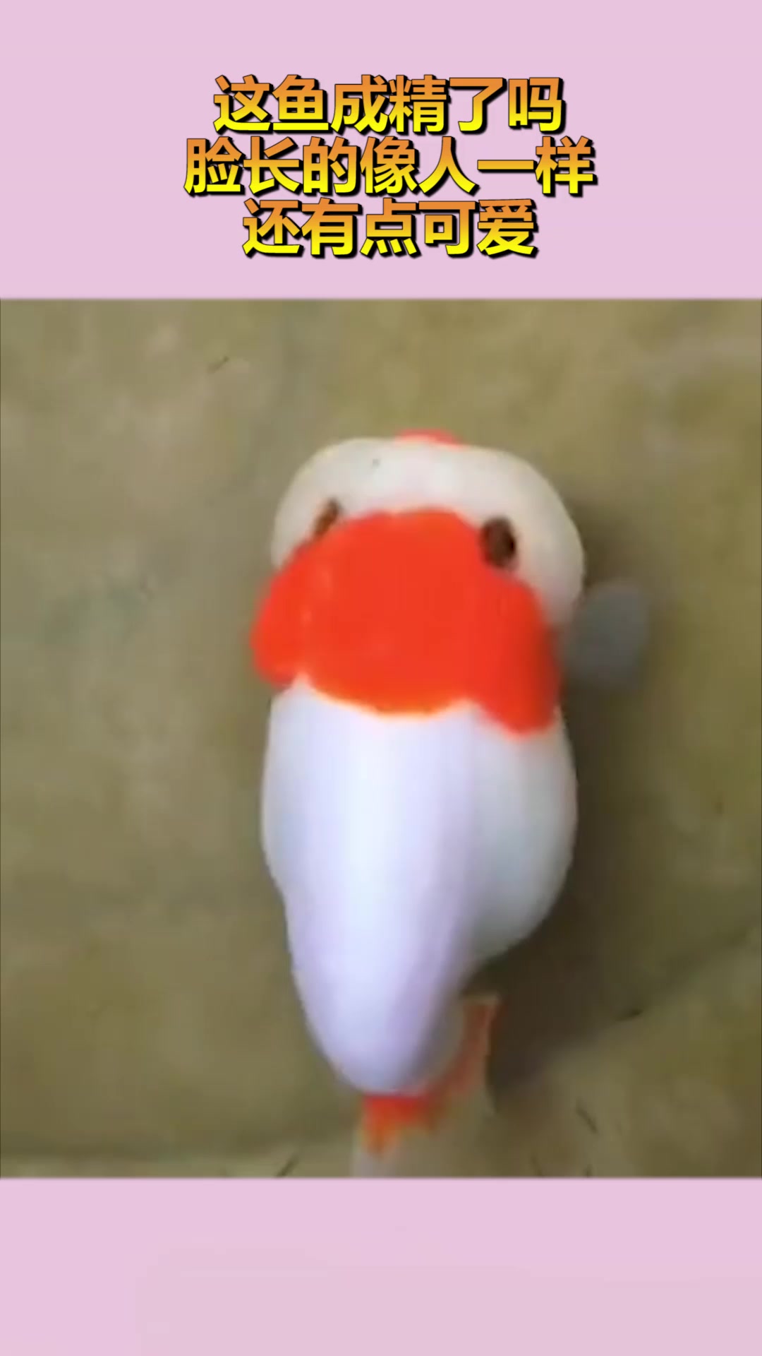 这鱼成精了吗,脸长的像人一样,还有点可爱!