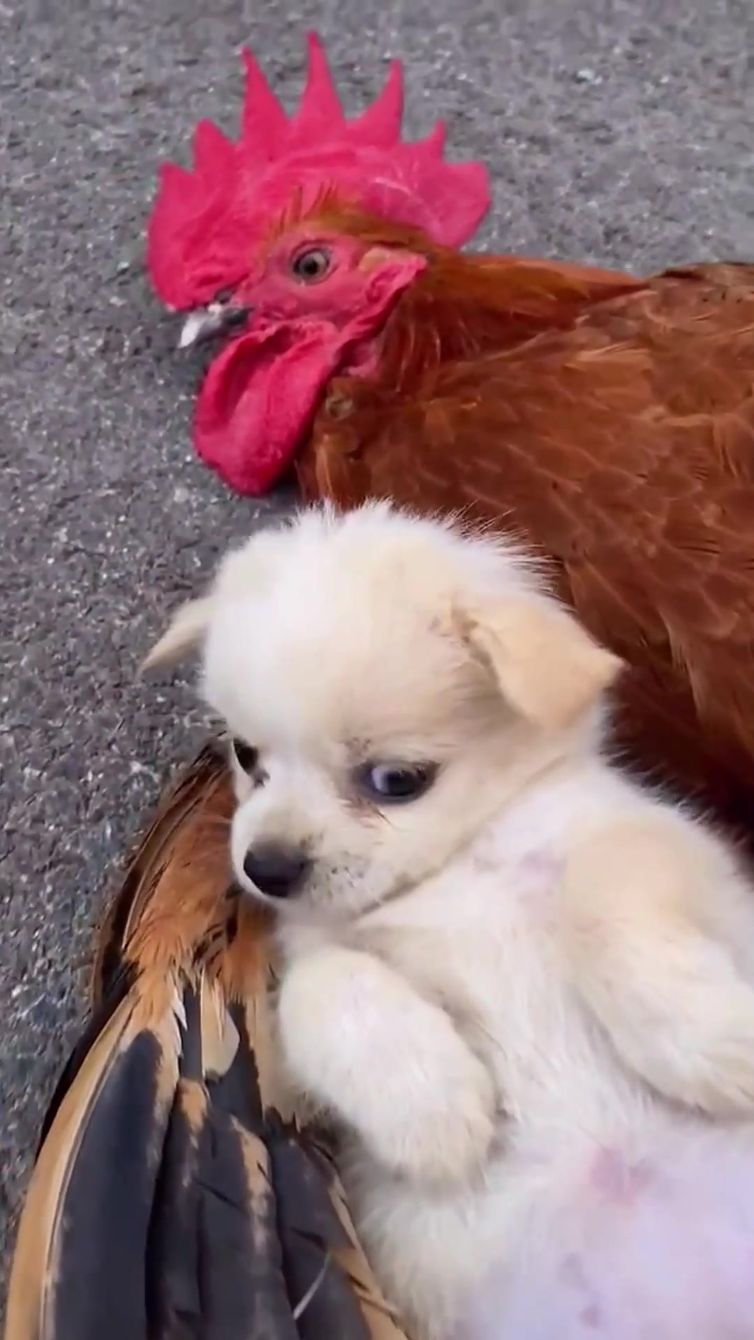 被大公鸡养大的狗子,把公鸡当成自己的父亲,万物皆有灵性啊!