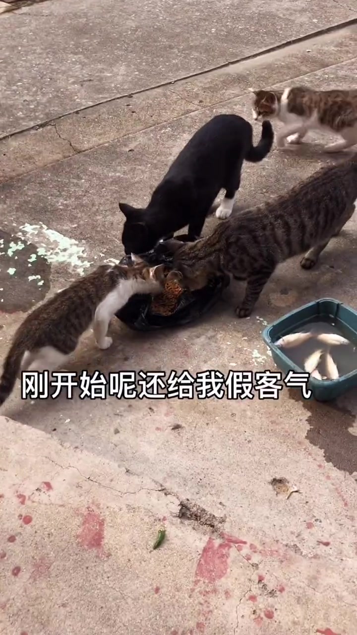 小猫吃鱼的样子你爱了吗