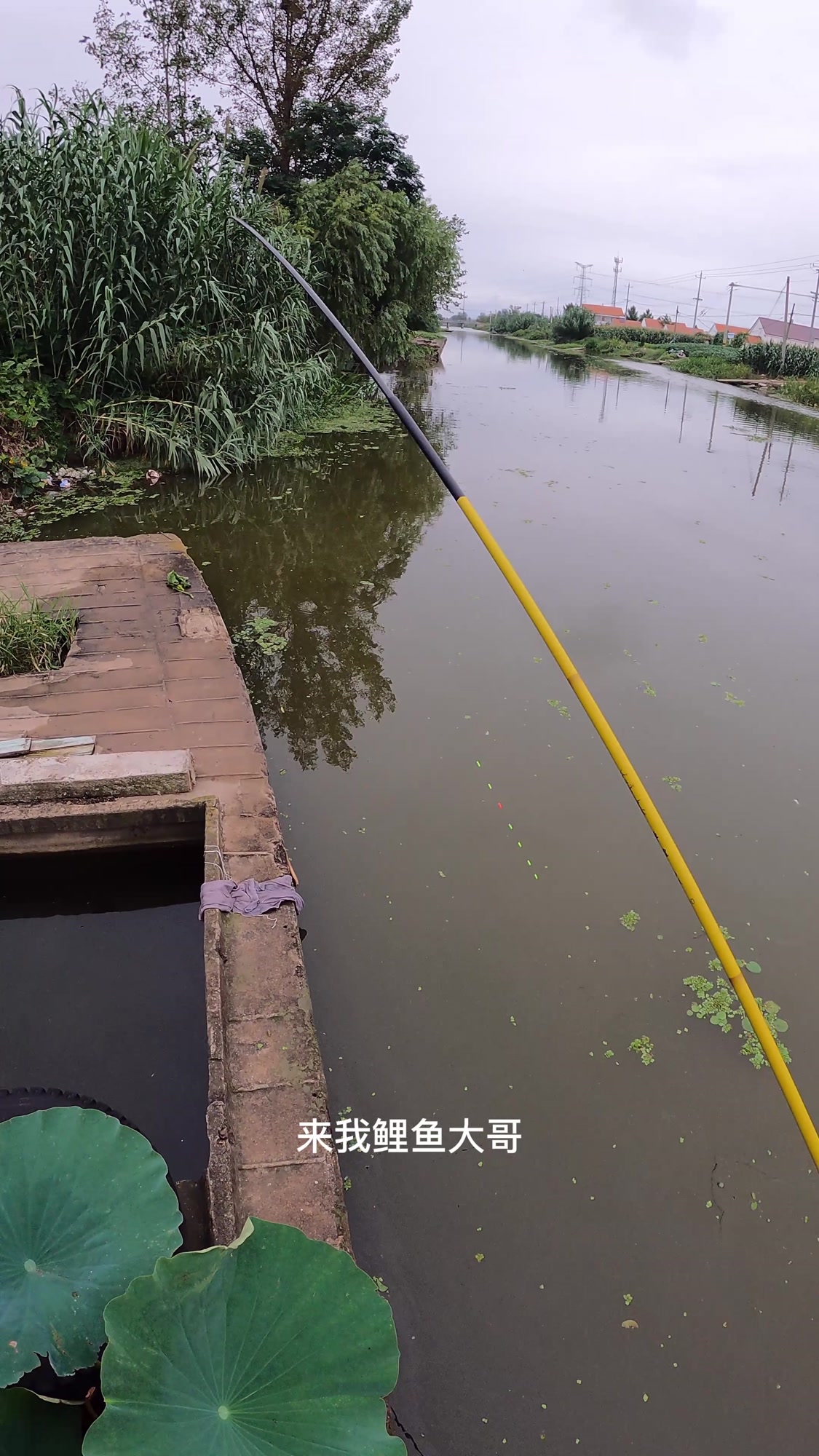 不起眼的乡间小河,船头下面就是“天然鱼窝”,鲤鱼鲫鱼还不少