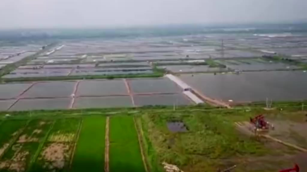 【河北滦南1.4万亩南美白对虾获丰收】秋天是收获的季节,也是南美白对虾捕捞旺季。在河北省滦