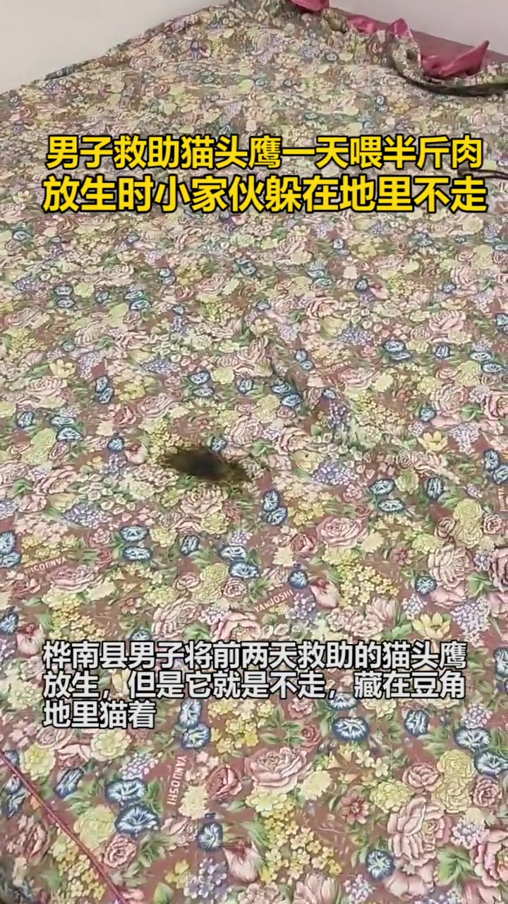 男子救助猫头鹰一天喂半斤肉,放生时小家伙躲在地里不走:你家伙食太好了