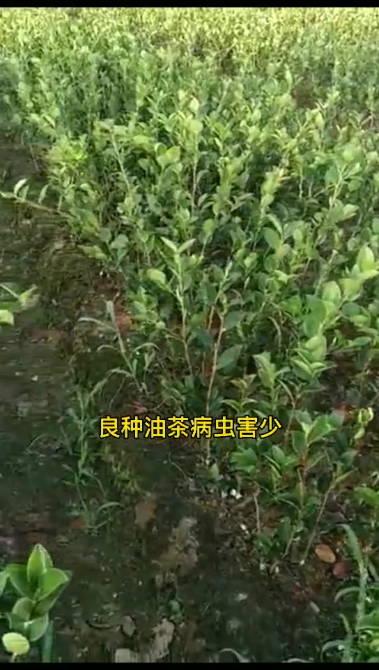油茶病虫害炭疽病和软腐病防治