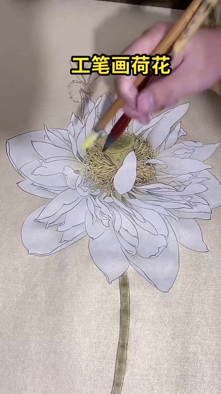 工笔画荷花   