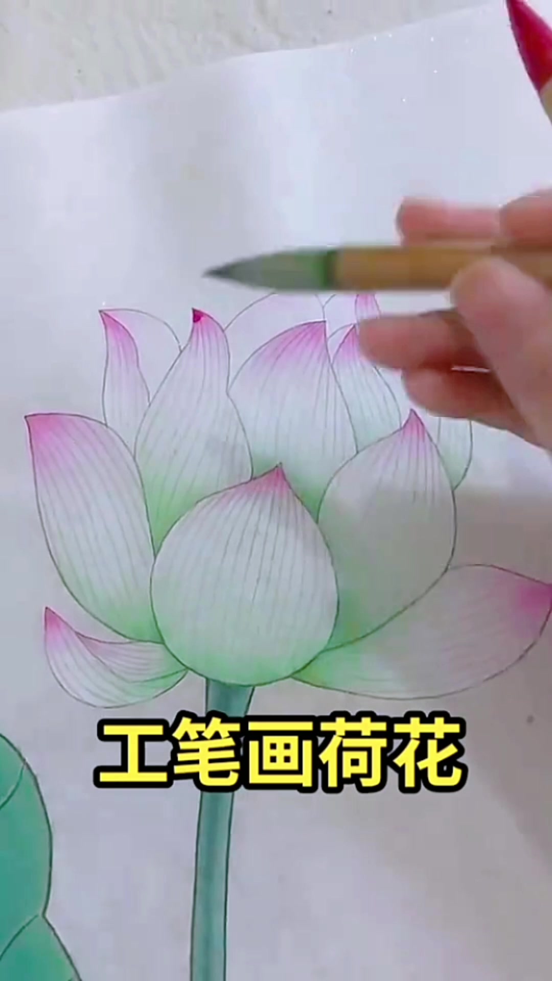 工笔画荷花     