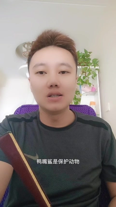 鸭嘴鲨是保护动物吗