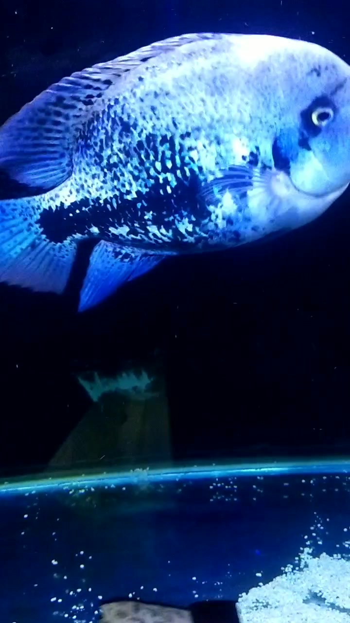 一条好的美鲷鱼,应该如何互动