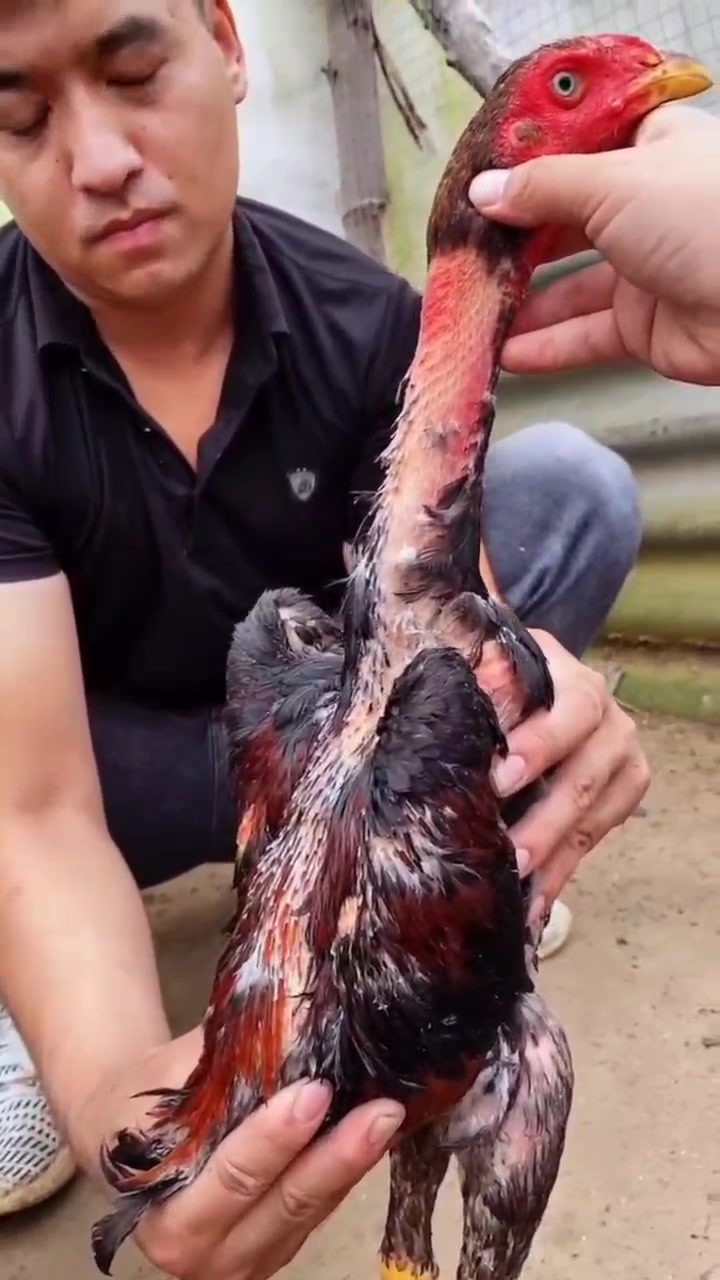 好看的连腿斗鸡哦