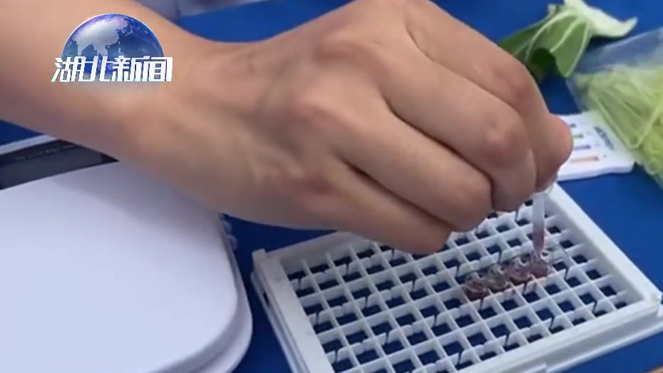 【看“虫眼”来鉴别蔬菜农残靠谱吗?专家给出正解!】今天刚买回家的蔬菜,究竟有无农残,安不安