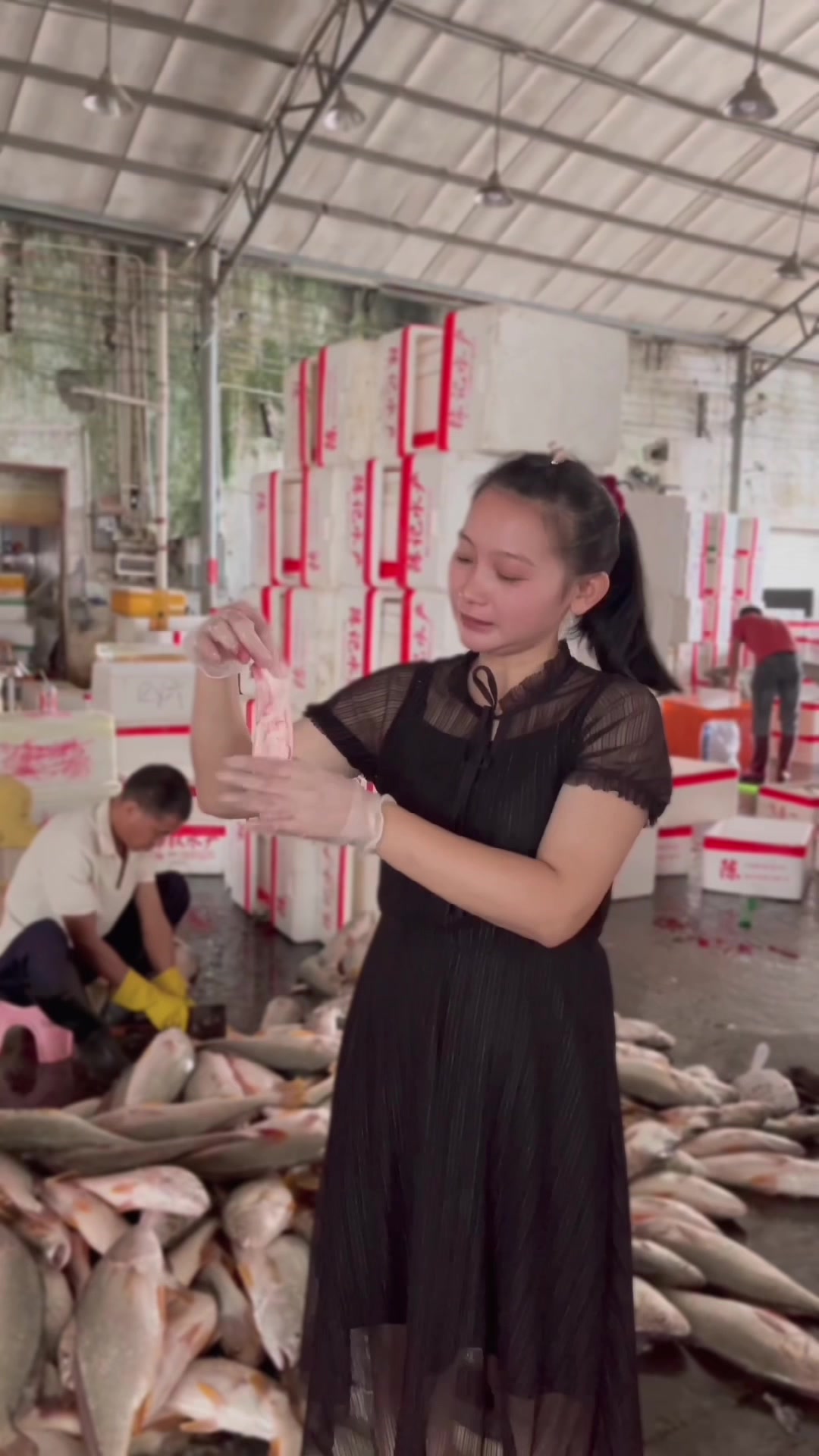 白花胶原型~四大名胶之一,刚上岸的白花鱼