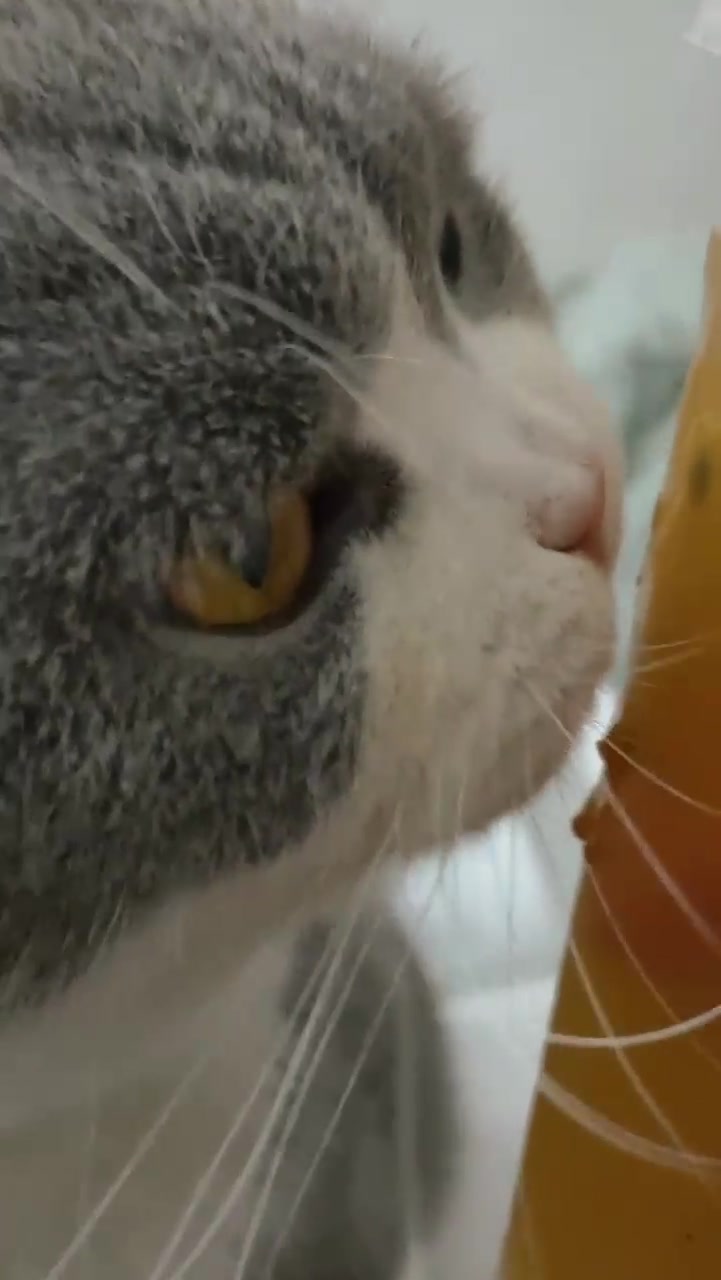 猫咪也要秋天第一杯奶茶吗?它这副模样,我喝了会有罪恶感啊!