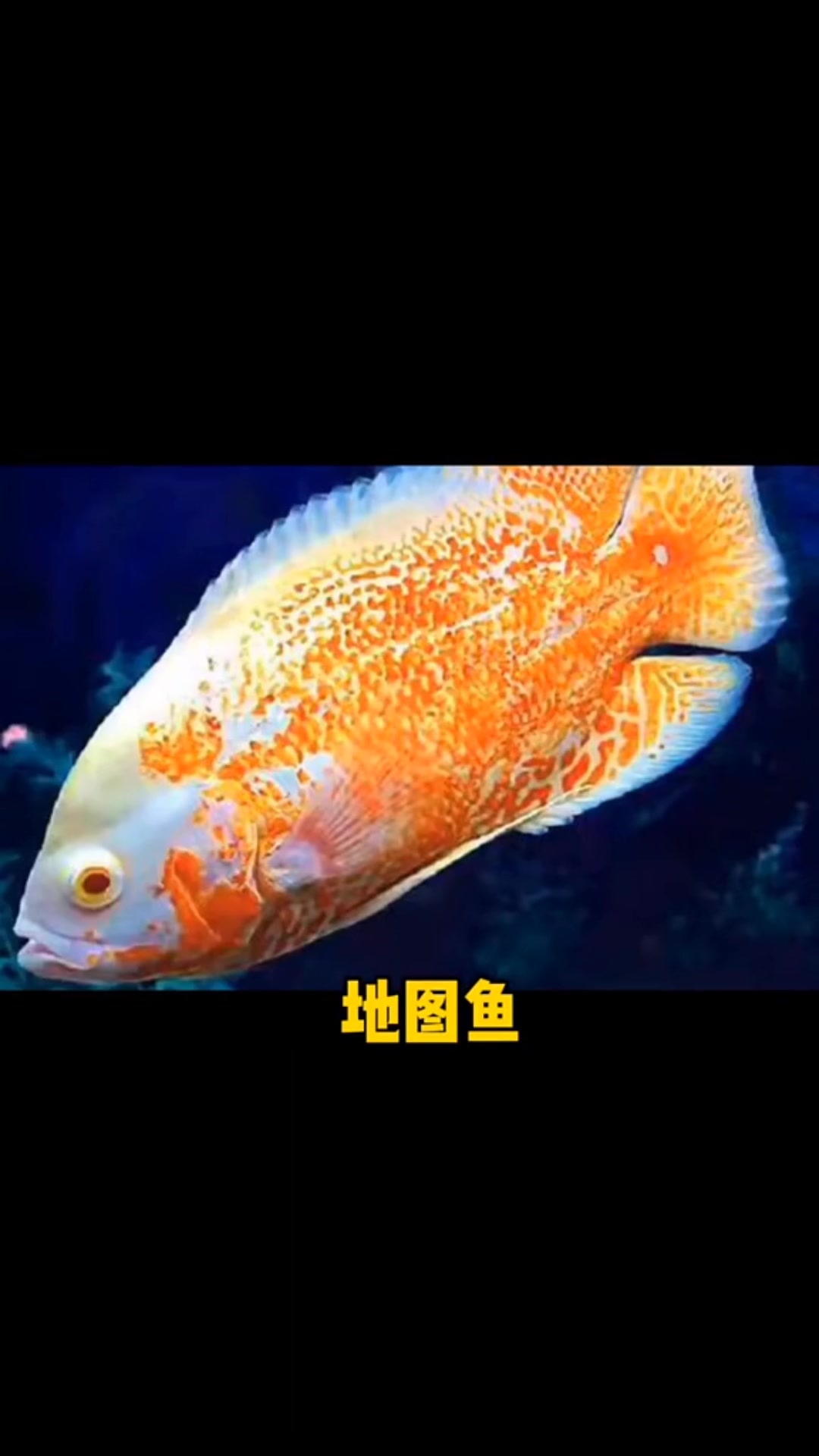 十大最好养的小型观赏鱼