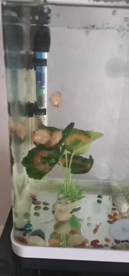 第一次养鱼,养了七彩神仙鱼