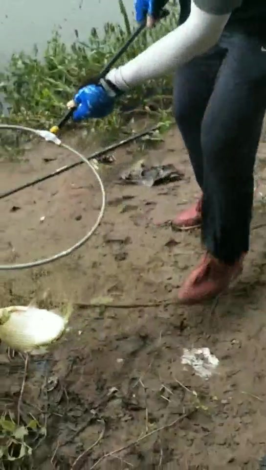 钓的瓦片鱼在水上漂