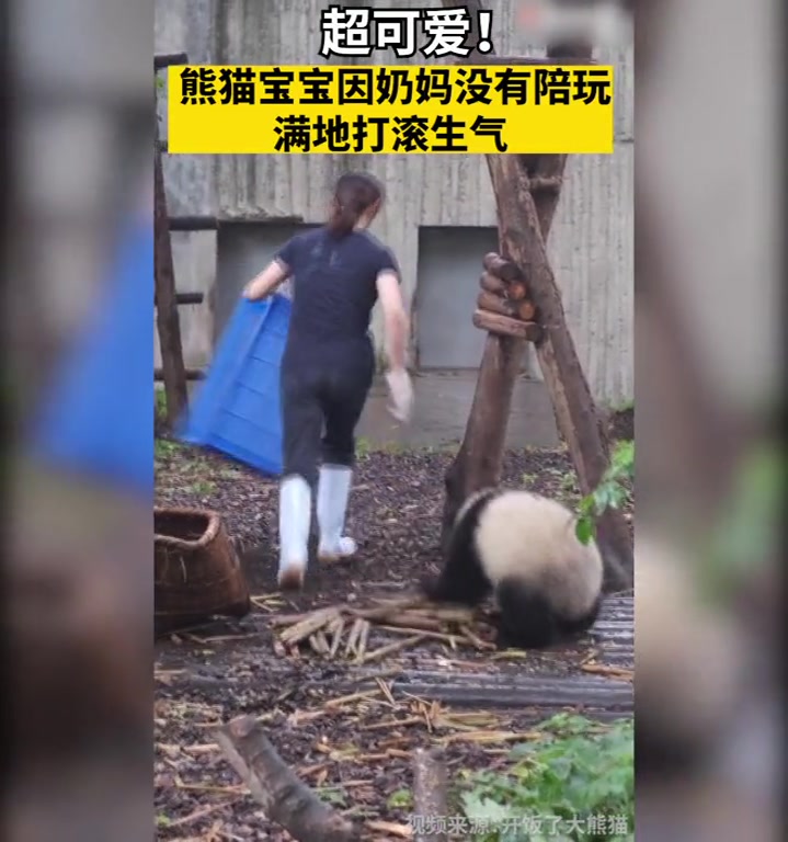 超可爱!熊猫宝宝因奶妈没有陪玩满地打滚生气
