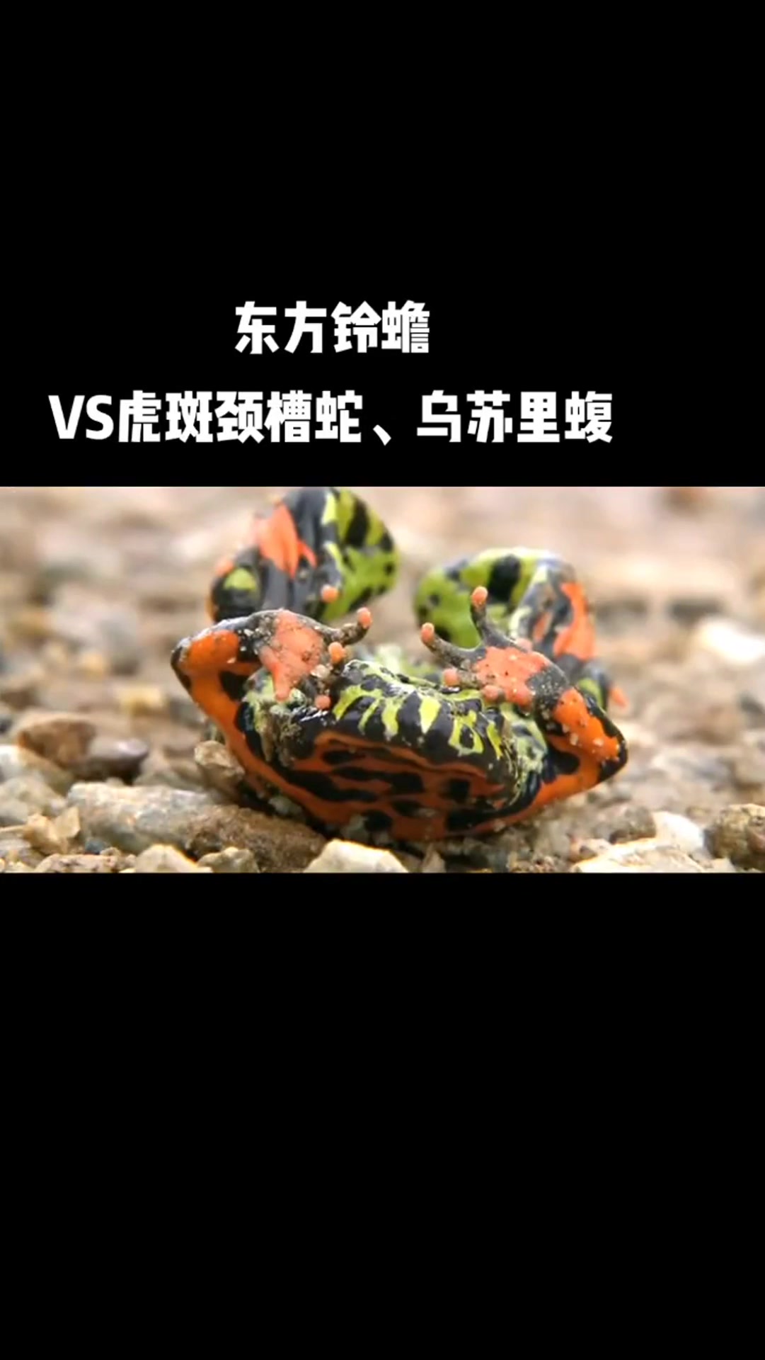东方铃蟾VS虎斑颈槽蛇,谁才是毒王