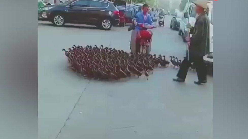 【河南一大爷带鸭子过马路&nbsp;密密麻麻一大群看呆路人 网友:完了堵鸭了】大爷带成群鸭子过马路看