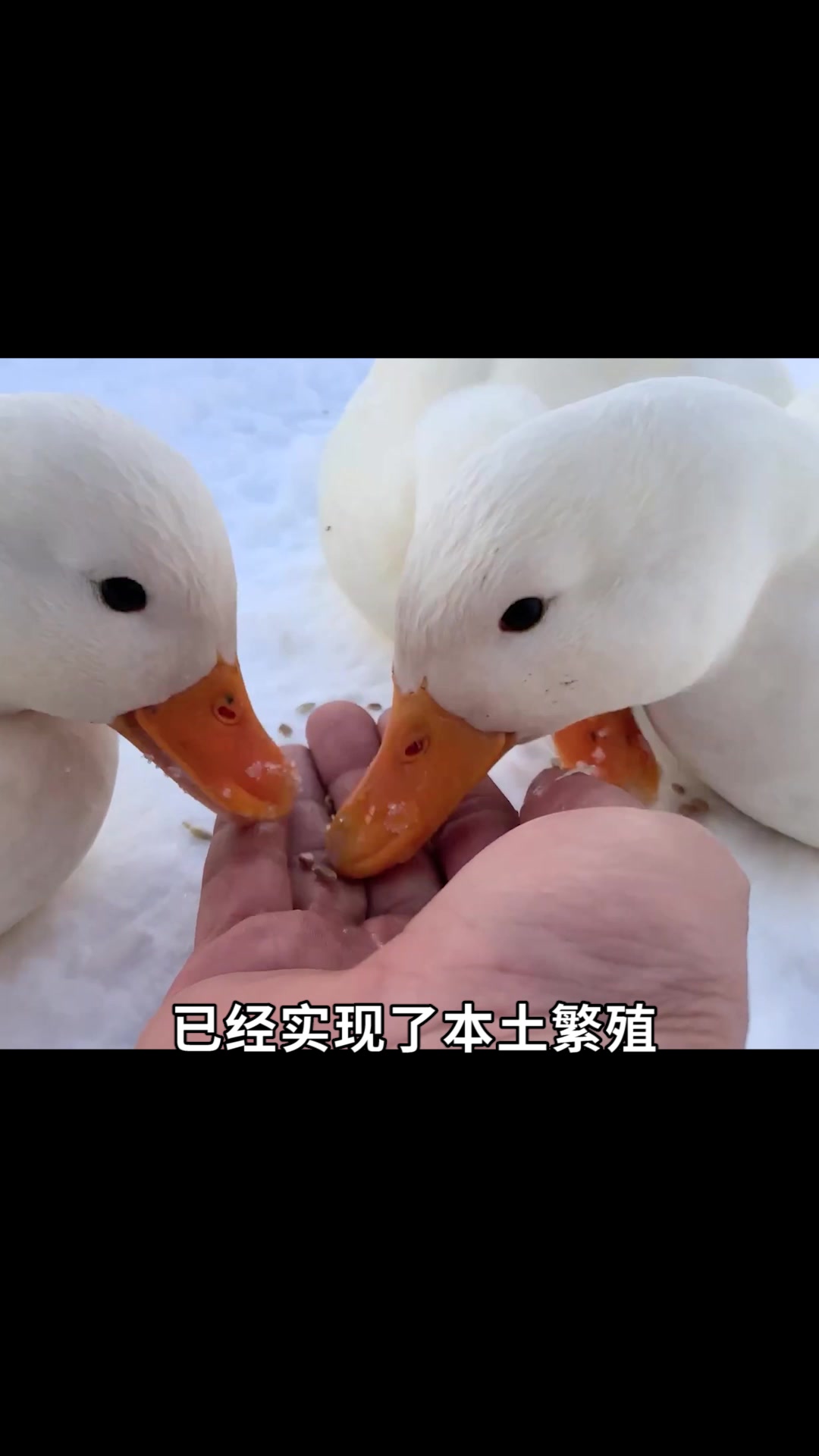 同样是鸭子,为什么这种鸭子那么贵?