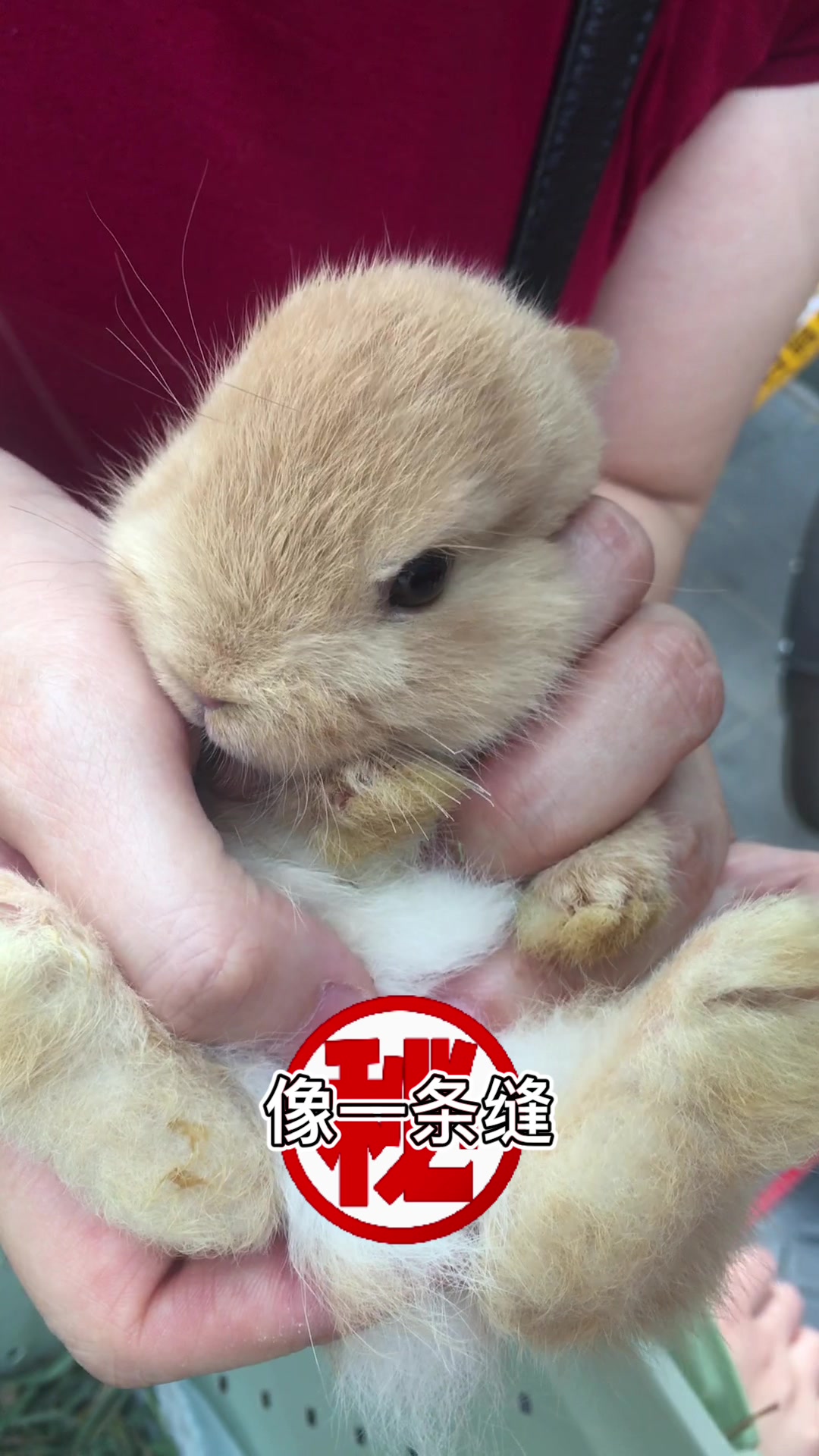 兔子公母怎么分辨