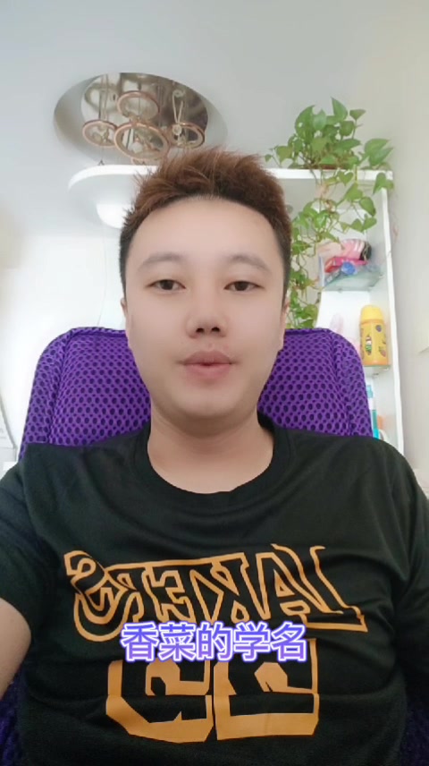 香菜的学名     