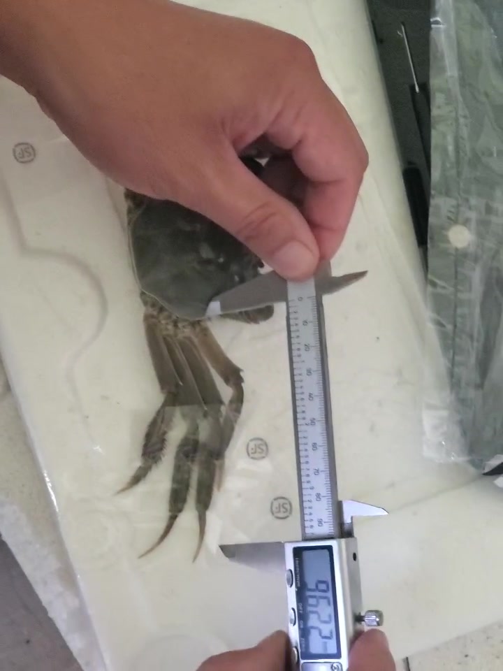 二两重的盘锦河蟹母蟹有多大