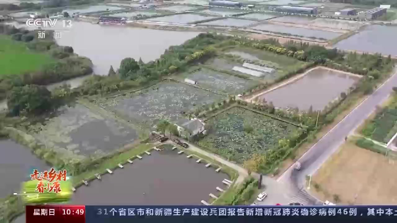 #走进乡村看小康#【农田里的动物园什么样】莲花池里的青鱼,最爱大口吃螺蛳;岸边上百只大鹅,