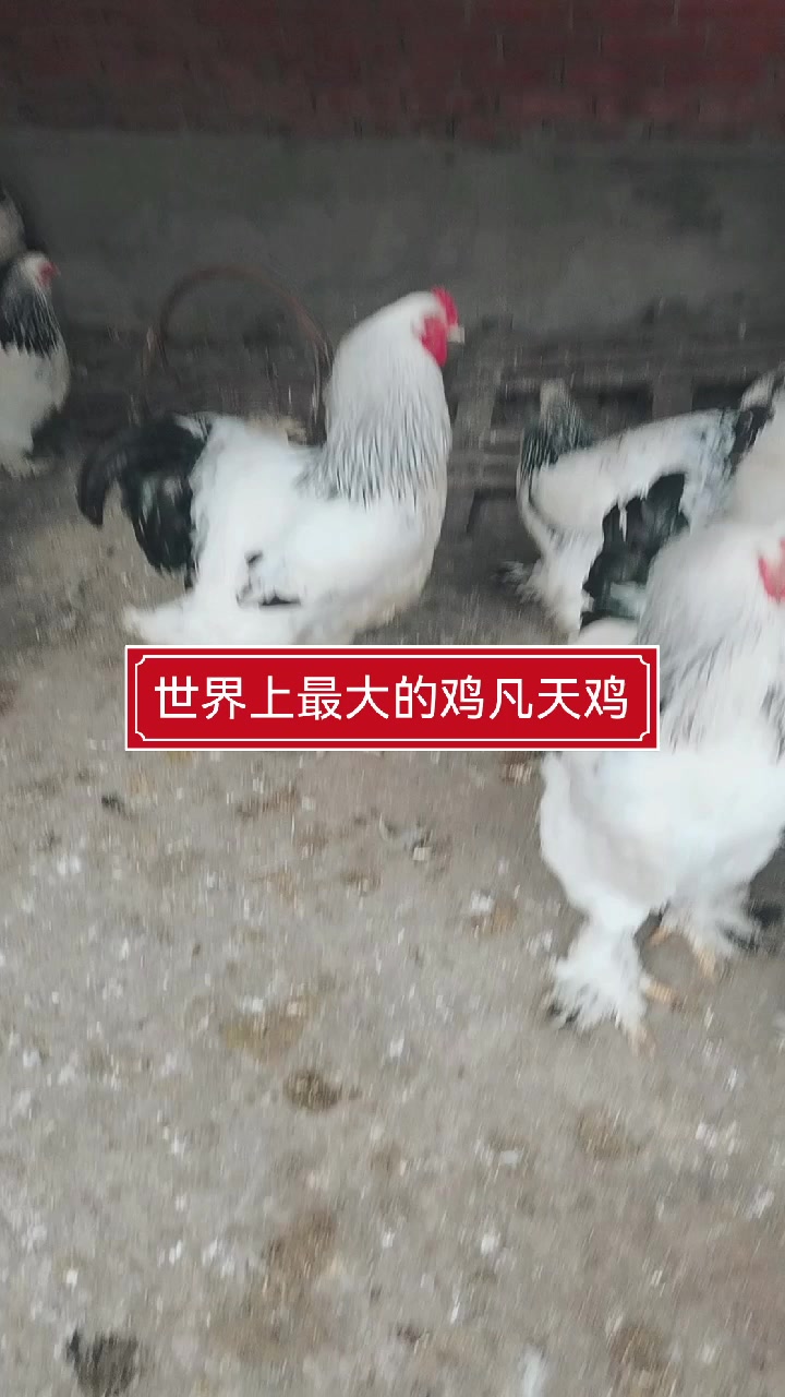 世界上最大的鸡婆罗门公鸡达到十八斤、你喜欢吗?