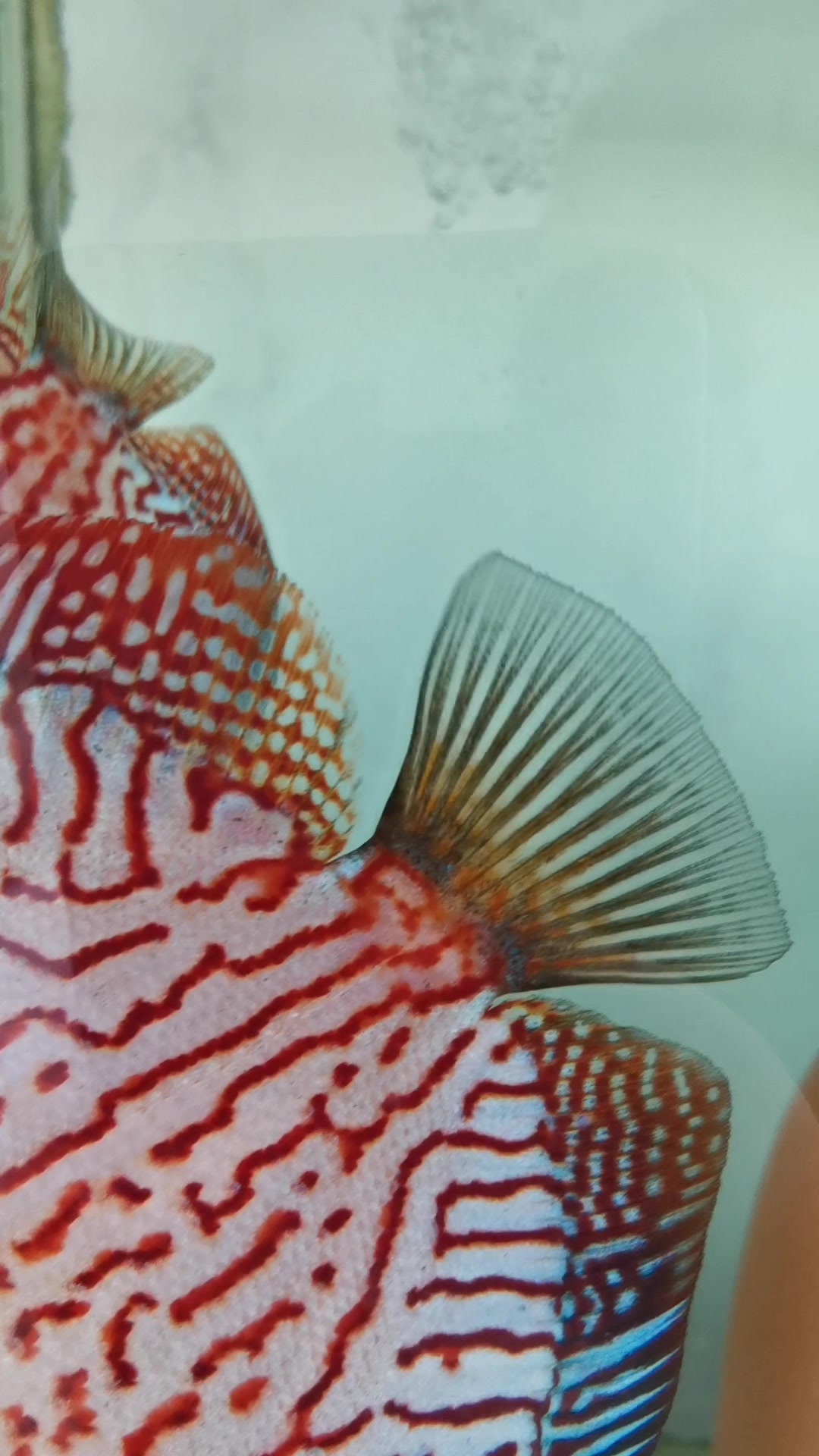 七彩鸽子尾巴颤抖