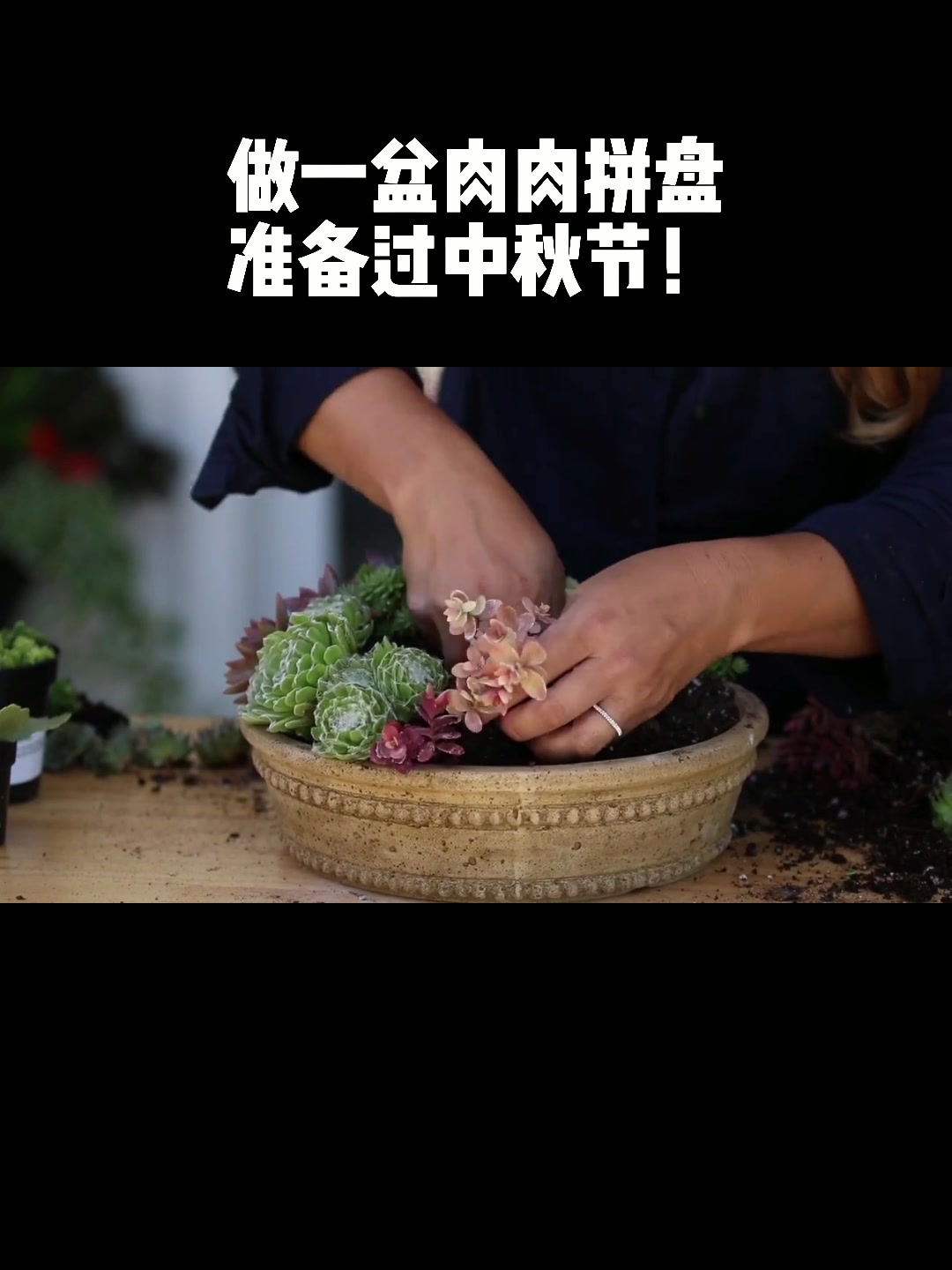 庭院多肉拼盘制作