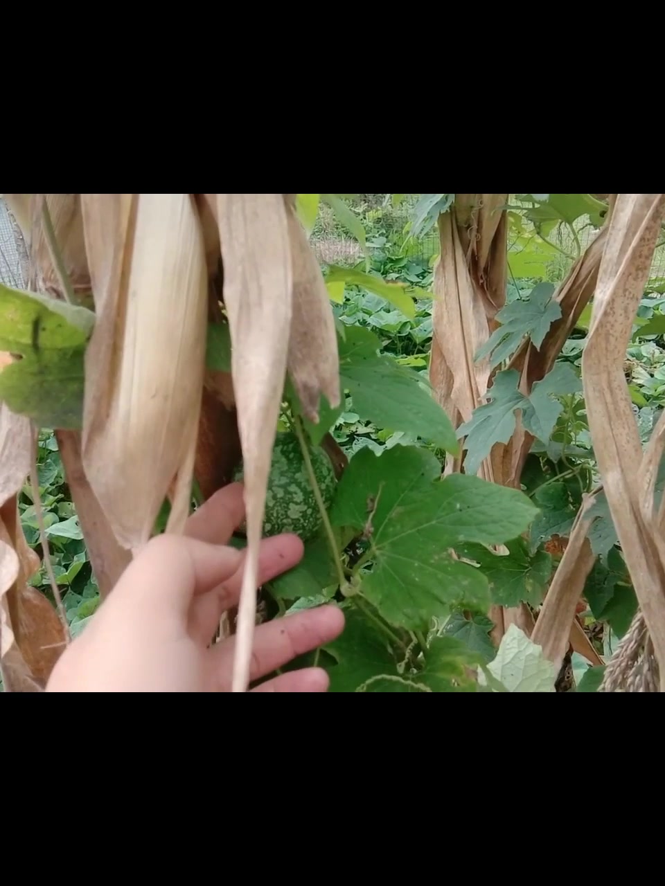 张哥父亲的菜园子,蔬菜随便种点都吃不完,看都有哪些绿色的蔬菜
