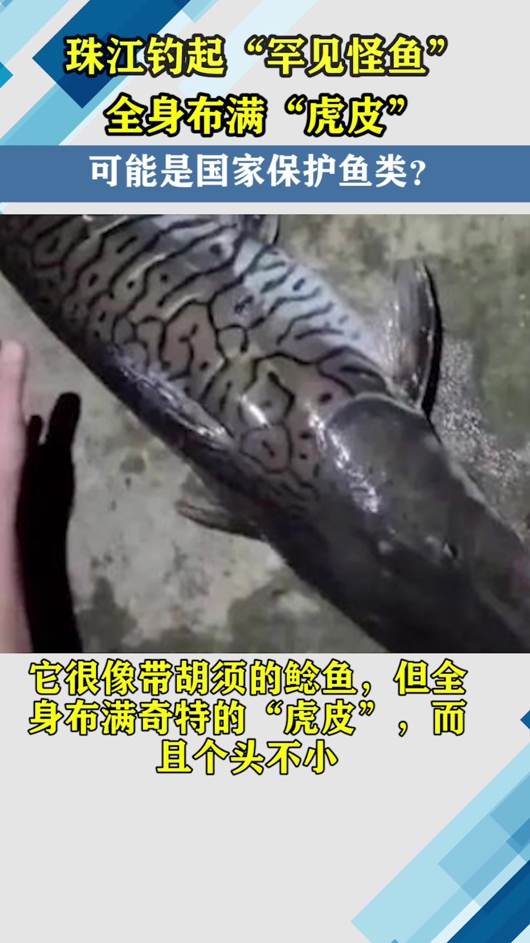 珠江钓起“罕见怪鱼”,全身布满“虎皮”,可能是国家保护鱼类?